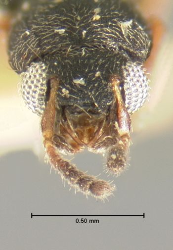 Media type: image;   Entomology 6536 Aspect: head dorsal view